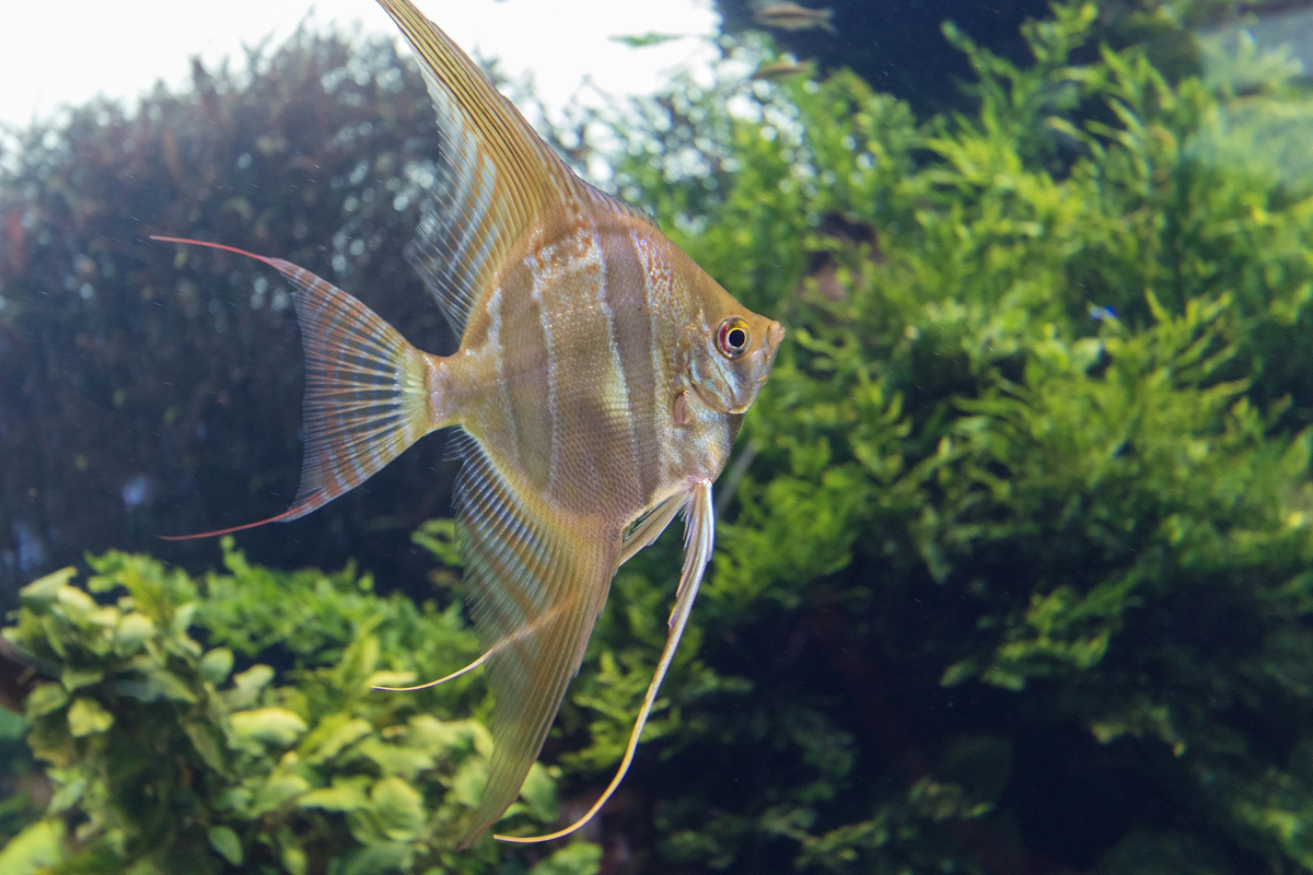 Angelfish